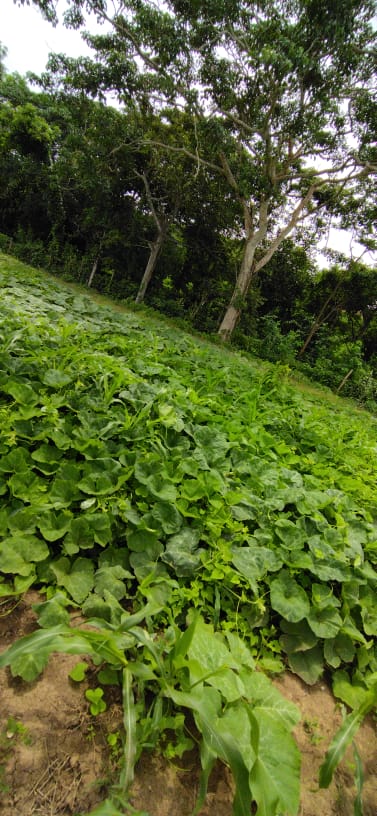 Bosque Biogeoquímico