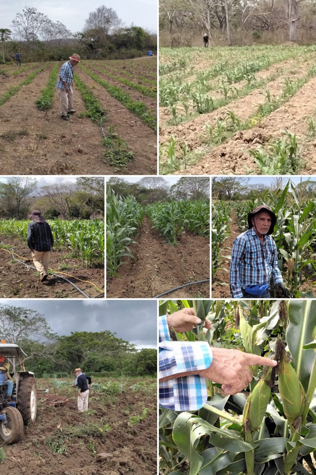 Ensayos de Campo
