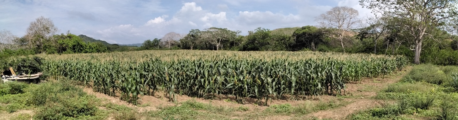 Panorámica