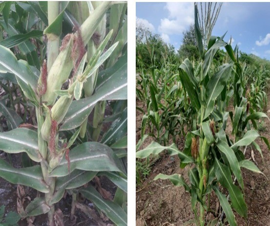 Sobre TechnoAgroCorn